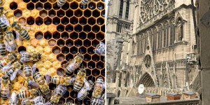 Incendie de Notre-Dame à Paris : des retombées de plomb ont été retrouvées dans du miel
