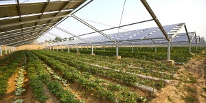 Agrivoltaïsme : Sun'Agri et Rgreen Invest lance une initiative pour équiper 300 exploitations agricoles