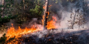 Les sites Natura 2000 particulièrement touchés par les feux de forêts en Europe