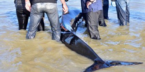 Échouage de dauphins : davantage de chalutiers contraints de s'équiper en pingers