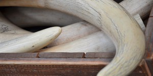 Vers de nouvelles mesures d'interdiction du commerce de l'ivoire en Europe