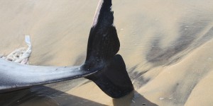 Protection des dauphins : FNE veut « forcer la ministre de la Mer à passer à l'action »