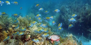 Biodiversité des outre-mer : l'OFB lance trois appels à projets   