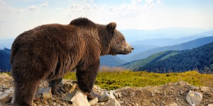 Effarouchement de l'ours : un nouvel arrêté renforce l'encadrement des tirs non létaux