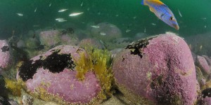 Golfe de Gascogne : la pêche bientôt interdite sur les hauts-fonds du plateau de Rochebonne
