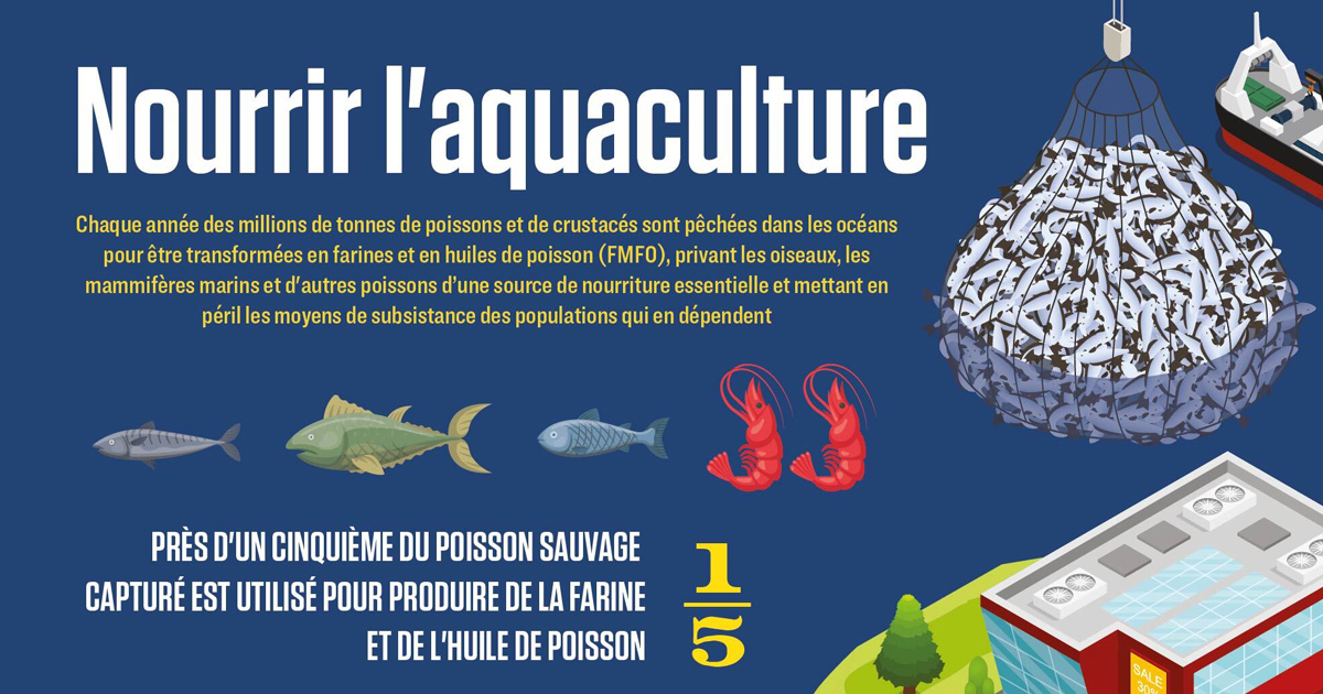 [INFOGRAPHIE] L'approvisionnement de l'aquaculture intensive par des poissons sauvages fait des dégâts
