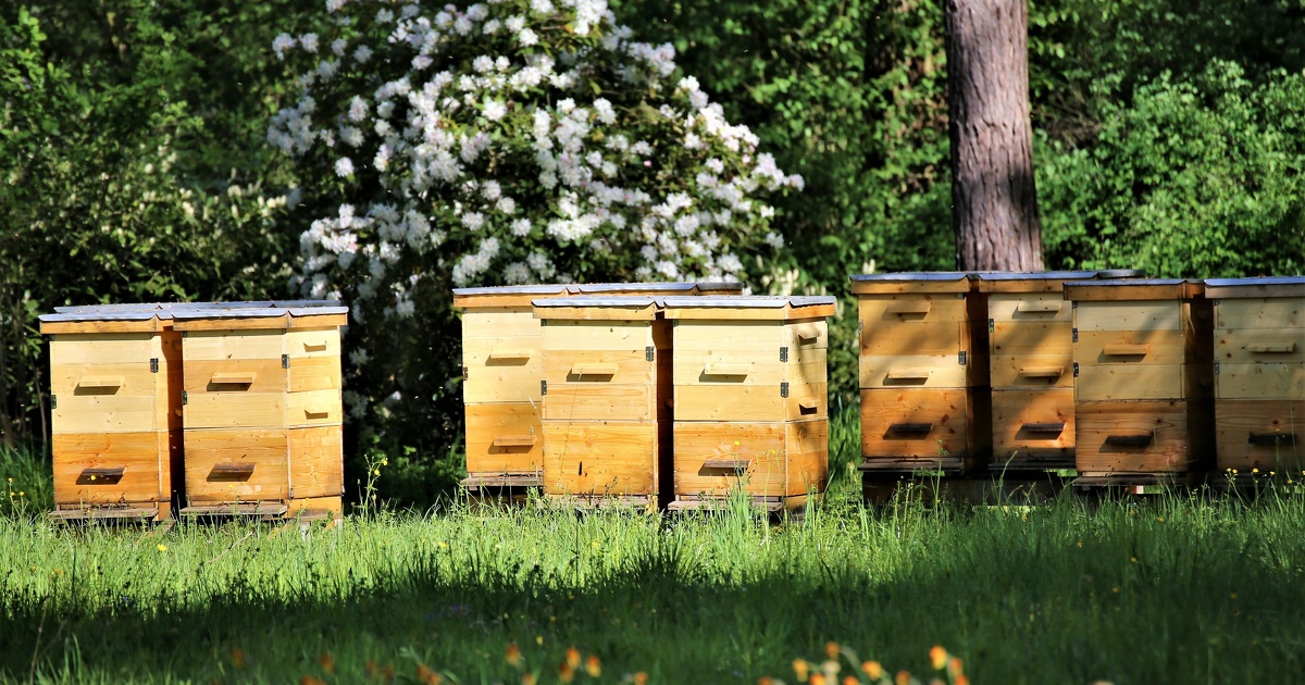 L'Efsa propose une nouvelle méthode d'évaluation des risques environnementaux pour les abeilles