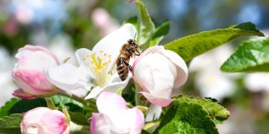 Les apiculteurs et les arboriculteurs dénoncent la révision de l'arrêté « abeilles » 