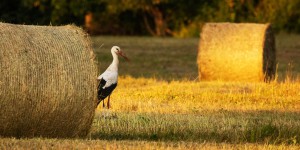 Les externalités positives de l'agriculture reconnues par le code rural