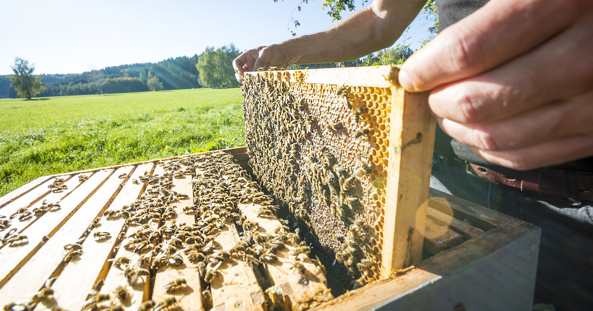 Lancement de la consultation sur le projet d'arrêté révisé « abeilles » 