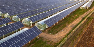 Photovoltaïque et agriculture : création de la fédération professionnelle France Agrivoltaïsme