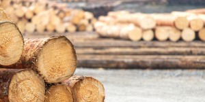 L'État débloque 100 millions d'euros supplémentaires pour aider la filière du bois