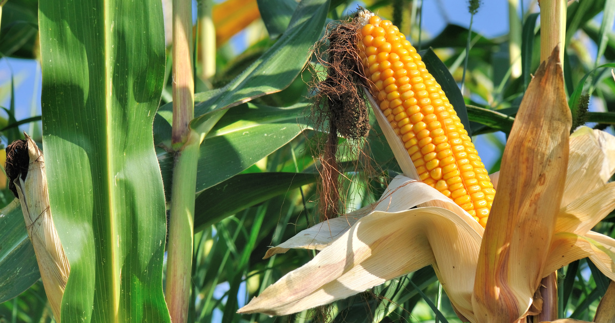 La Commission européenne autorise la mise sur le marché de nouveaux OGM