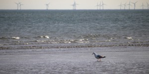 Éolien en mer : le rapport complexe entre énergies renouvelables, biodiversité et sites protégés