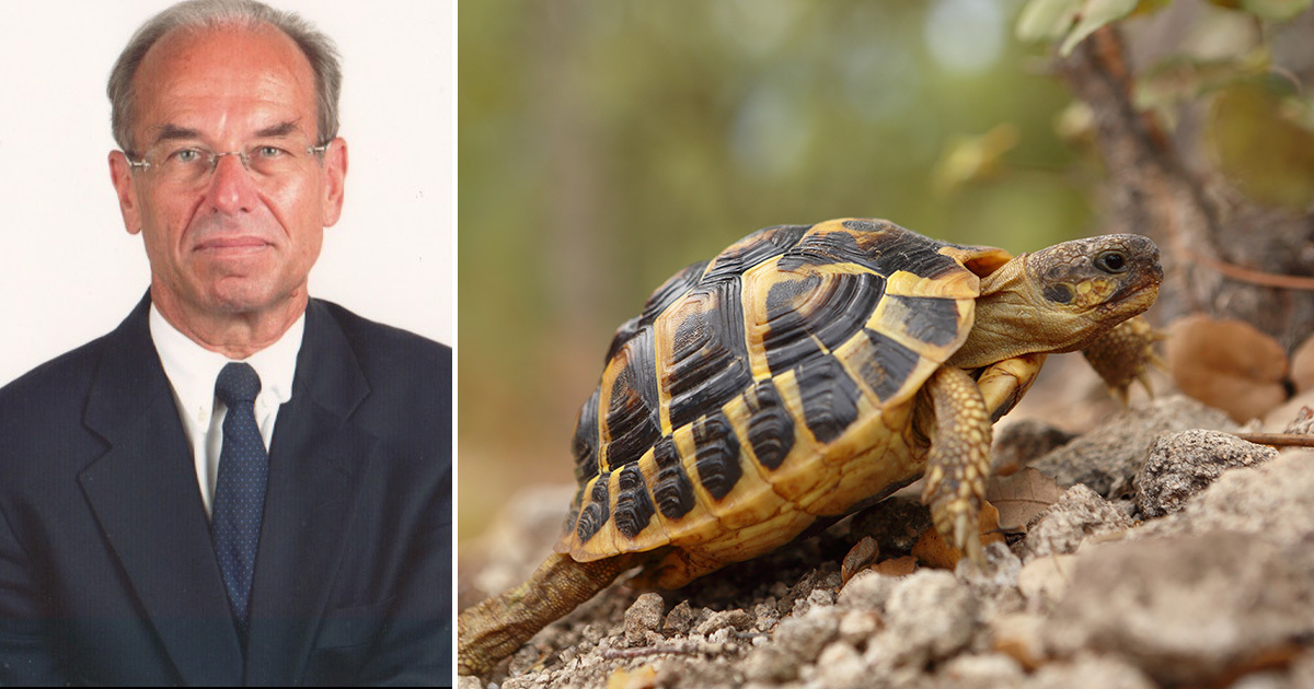 « La survie de la tortue d'Hermann sera menacée en cas de multiplication des incendies  »
