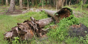 Les changements climatiques pourraient perturber les cycles du carbone forestier