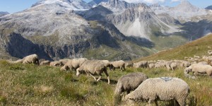 Dans les Alpes, l'agropastoralisme serait le premier marqueur de l'Anthropocène