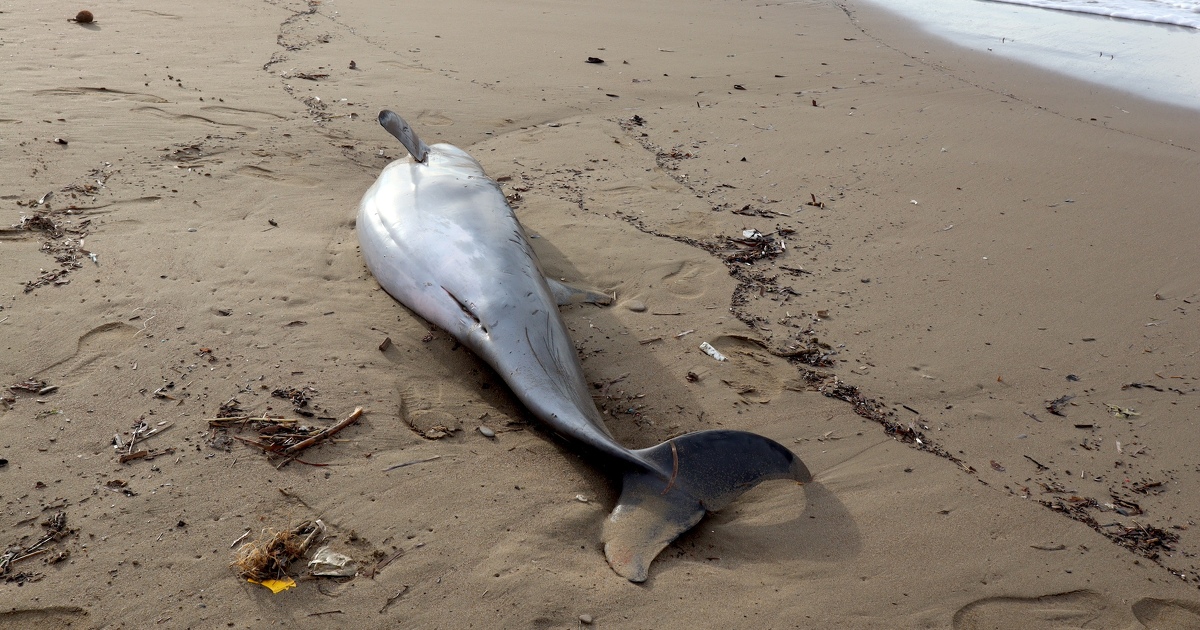 Échouage de dauphins : la fermeture de la pêche semble porter ses fruits