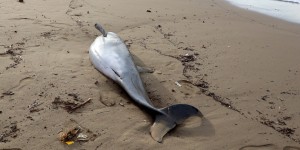 Échouage de dauphins : la fermeture de la pêche semble porter ses fruits