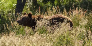 La population d'ours brun continue de grandir dans les Pyrénées