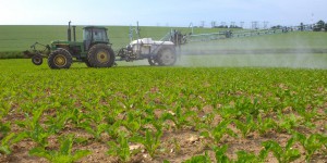 Pesticides : une association dépose un recours contre l'utilisation du Movento