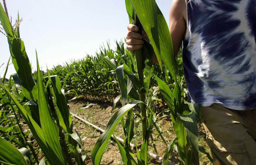 La France va tenter de bouter un OGM hors de l'UE
