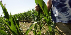 La France va tenter de bouter un OGM hors de l'UE