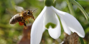 Pour protéger les abeilles, les épandages de pesticides bientôt interdits le jour