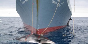 Tokyo ira chasser la baleine ailleurs