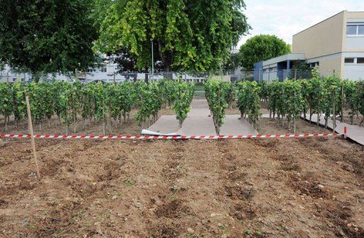 Une cinquantaine de faucheurs de vignes OGM relaxés