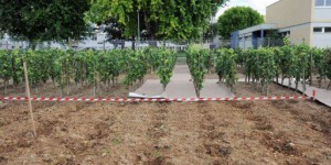 Une cinquantaine de faucheurs de vignes OGM relaxés