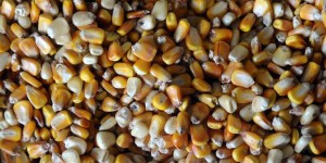 Le Conseil d'Etat confirme l'interdiction de cultiver le maïs OGM MON810