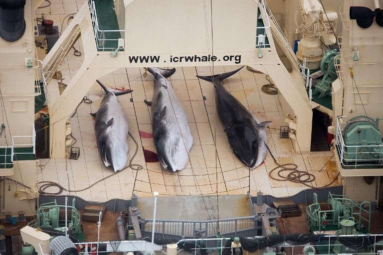 Le Japon dit avoir tué 251 baleines lors de sa dernière campagne de pêche