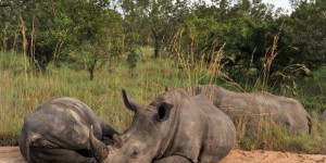 L'Afrique du Sud évacue des centaines de rhinocéros du parc Kruger