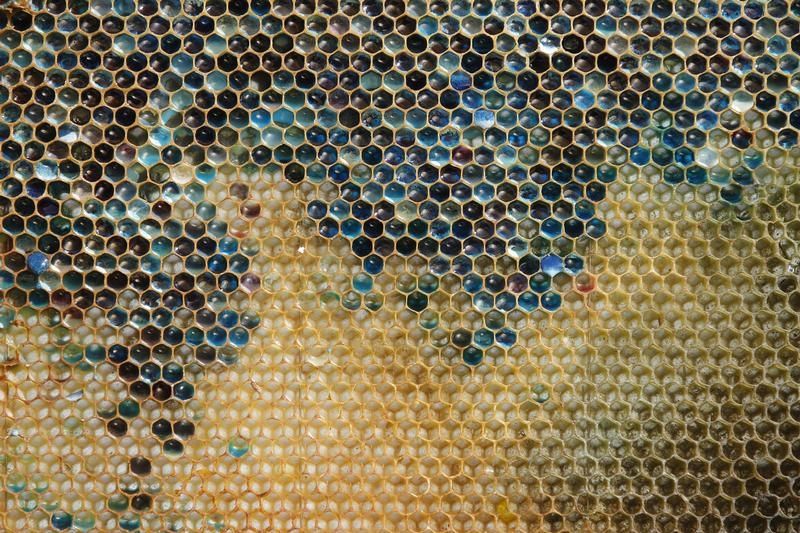 Les récoltes de miel en forte baisse dans plusieurs régions