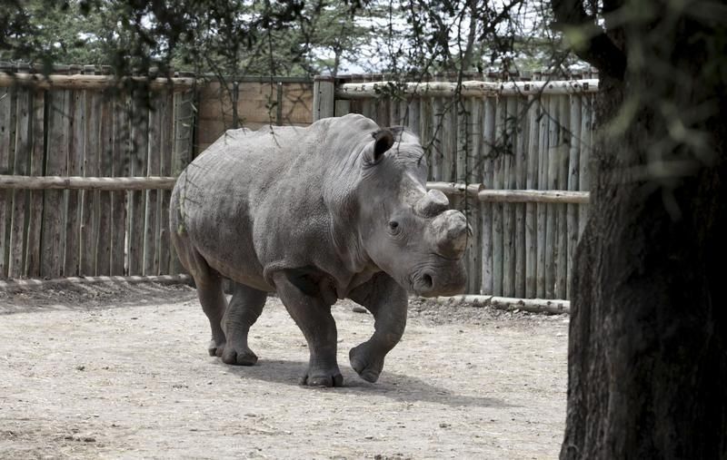 Mort de Suni, dernier espoir de survie d'une espèce de rhinocéros blancs