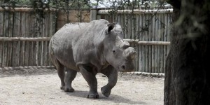 Mort de Suni, dernier espoir de survie d'une espèce de rhinocéros blancs