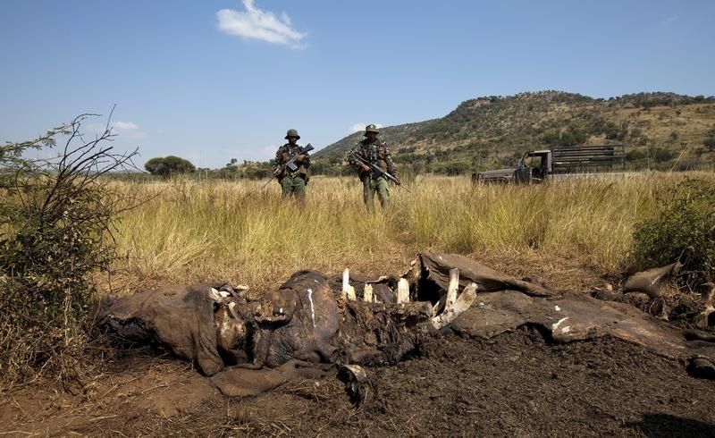 2014, année meurtrière sans précédent pour les rhinocéros d'Afrique du Sud