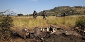 2014, année meurtrière sans précédent pour les rhinocéros d'Afrique du Sud