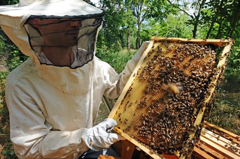 Des apiculteurs contraints de demander des dons d'essaims