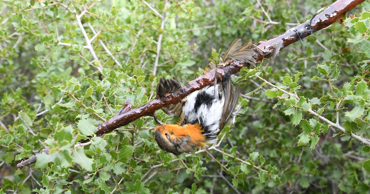 Protection des oiseaux : la chasse à la glu jugée définitivement illégale en France 