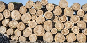 Le gouvernement ajoute 100 millions d’euros pour faire pousser la filière bois française