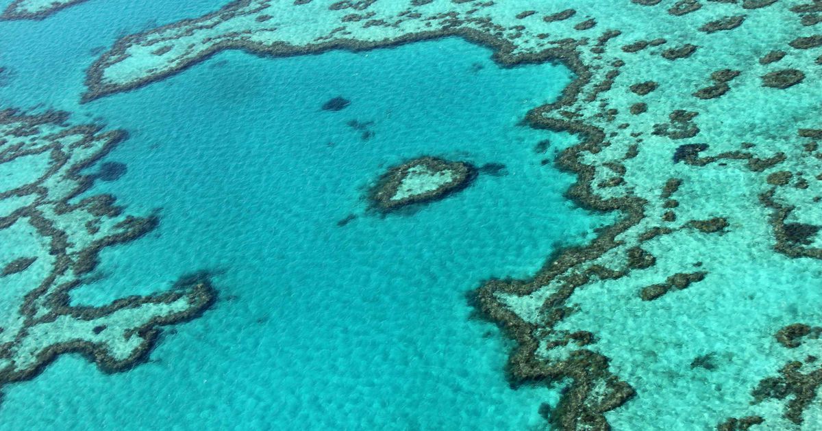Grande Barrière de corail : des scientifiques australiens alertent sur des perspectives «très mauvaises»
