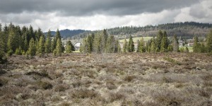 Les tourbières du Jura, patrimoine naturel restauré pour le bien du climat