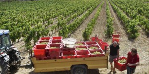 2021, un millésime amer pour la viticulture française 