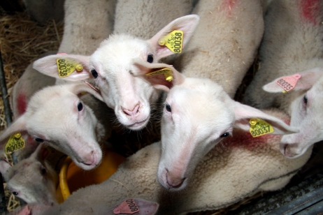 France Info en 3 minutes : 'On en est à 300 agneaux et 12 brebis volés'