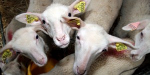 France Info en 3 minutes : 'On en est à 300 agneaux et 12 brebis volés'