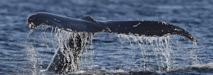 Le Japon doit arrêter la chasse à la baleine dans l'Antarctique 