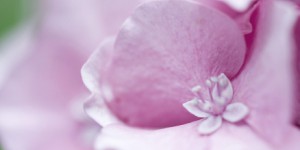 Un joint d'hortensia : le bouquet et le danger pour les gendarmes