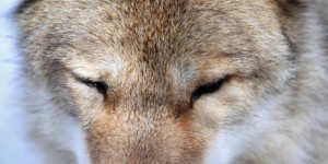 Un loup découvert à 150 km de Paris